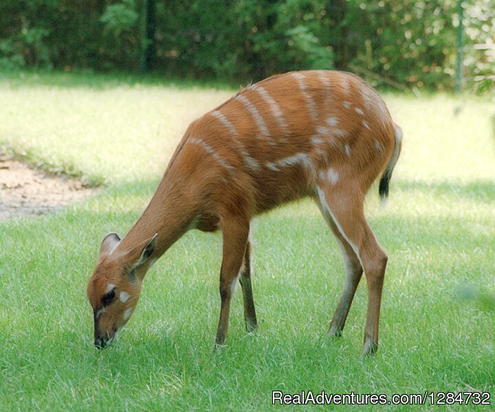 Sitatunga | Budget Camping Safaris In Kenya | Image #6/15 | 