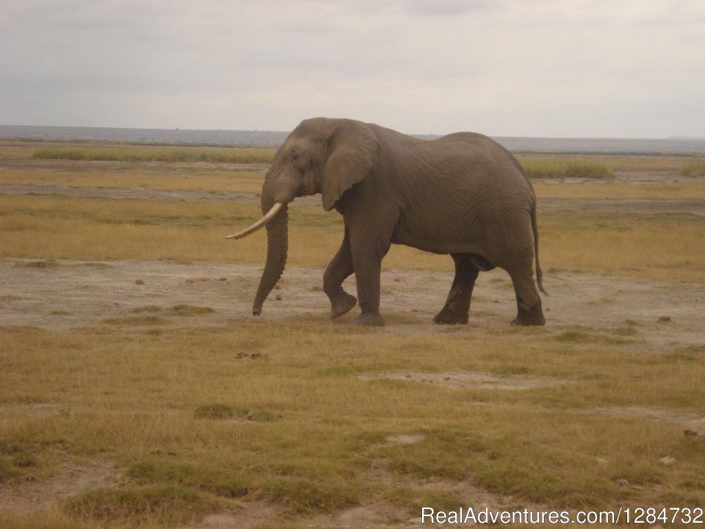 On The Move | Budget Camping Safaris In Kenya | Image #9/15 | 