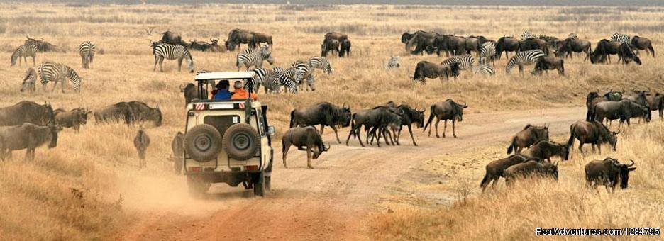 Wildebeest and Zebras in Serengeti | 7Days -Tanzania Backpackers  Safari-Northern Circu | Image #2/5 | 