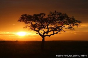 Tailor Made Safaris to Tanzania | Arusha, Tanzania | Wildlife & Safari Tours