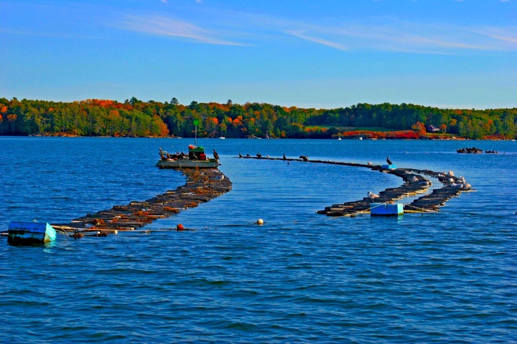 Happy Hour & Sunset Cruise | Damariscotta River Cruises | Image #6/7 | 