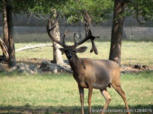 Big Rack Ranch