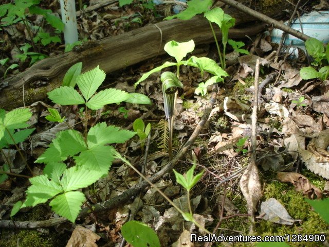 Jacks in the Pulpit, Lake Champlain area New York | Prehistory Adventures | Image #2/4 | 