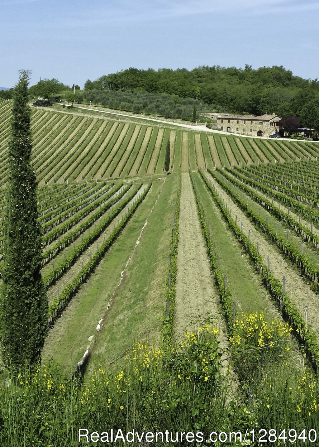 walking through Chianti vineyards | Tuscany Hilltop Towns Walking Tour May 8-15, 2016 | Image #9/23 | 