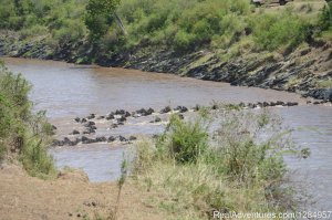 03 Days Maasai Mara Migration Safari from Kisumu | Nairobi, Kenya Wildlife & Safari Tours | Great Vacations & Exciting Destinations