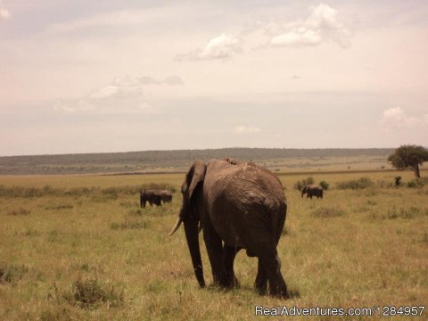 Herd of Elephants