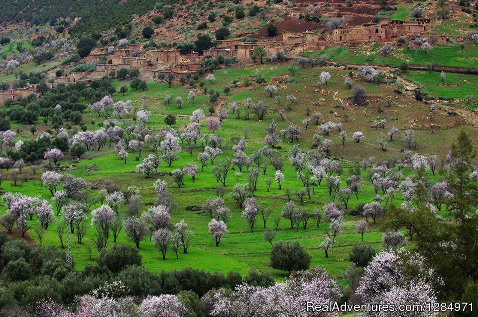 Almand blosom | Morocco Itinerary | Image #2/6 | 