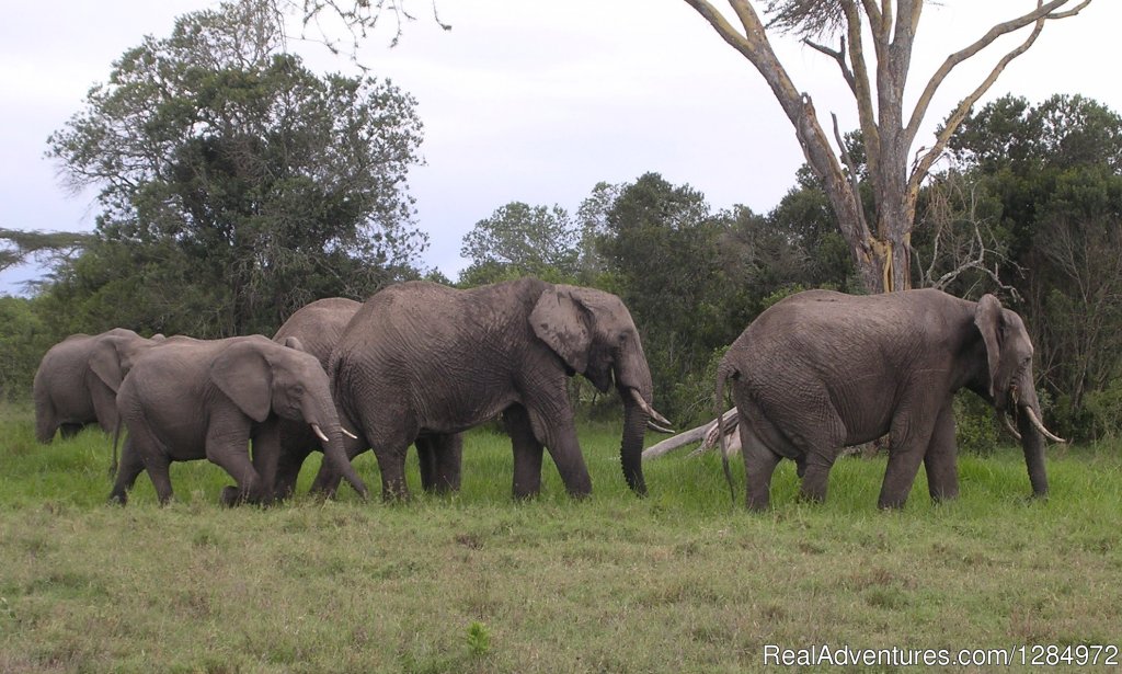 7 Days: Amboseli | Naivasha | Nakuru | Mara | Image #2/5 | 