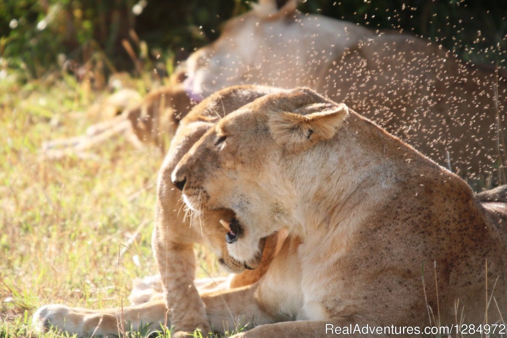 7 Days: Amboseli | Naivasha | Nakuru | Mara | Image #4/5 | 