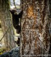 Yellowstone Wildlife and Safari Tours | Gardiner, Montana