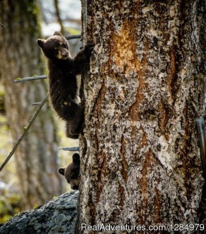 Yellowstone Wildlife and Safari Tours