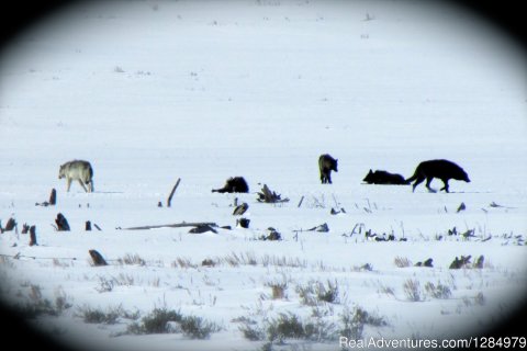 Wolves in Yellowstone