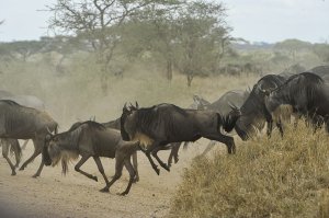 Best Volunteer Organization In Kenya