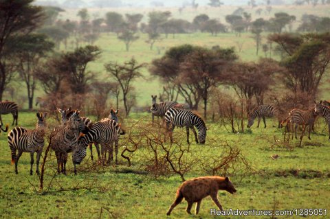 Serengeti