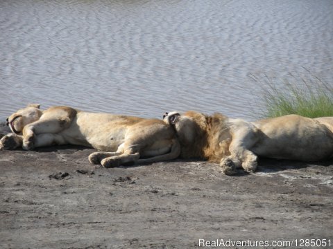 Lion in Tarangire