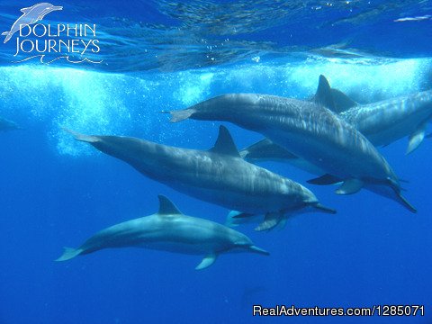 Dolphin Pod