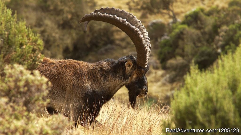 Image of Walia Ibex | Luxury Ethiopia Tours with His-Cul Tour Operator | Image #5/5 | 