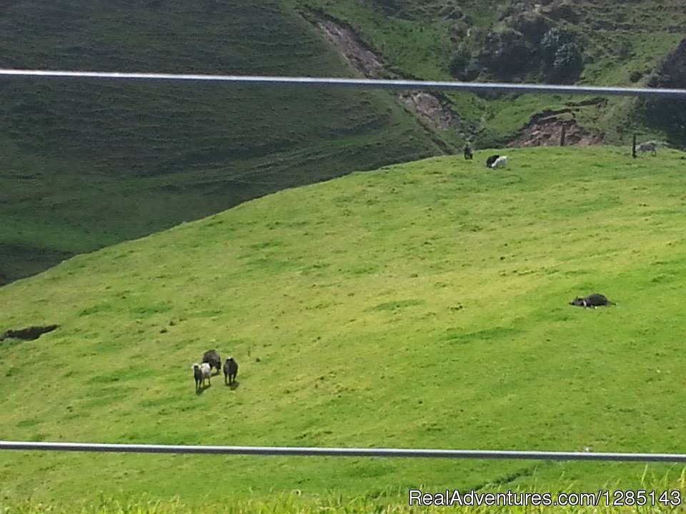 New Zealand Goat bow hunting - waikato bow hunter | 2 Days Bow Hunting Goats New Zealand | Image #3/7 | 