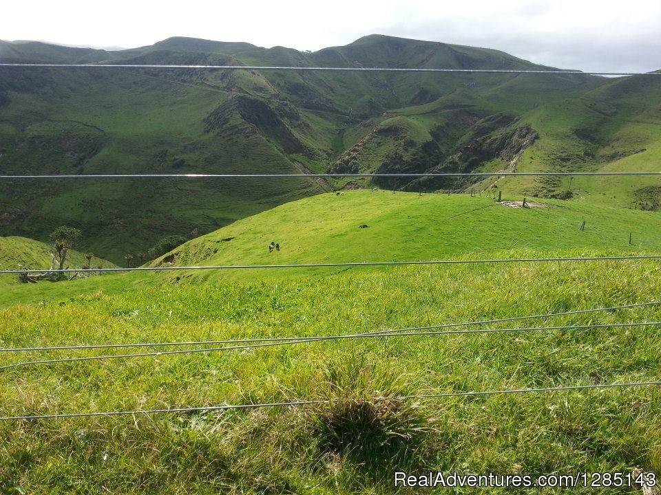 New Zealand Goat bow hunting - waikato bow hunter | 2 Days Bow Hunting Goats New Zealand | Image #5/7 | 