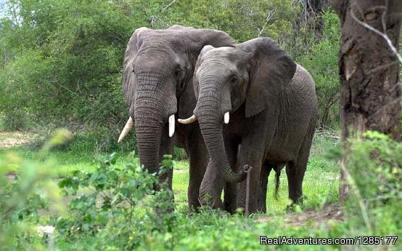 Masai Mara Safari | East African Exotic Safaris | Image #5/12 | 