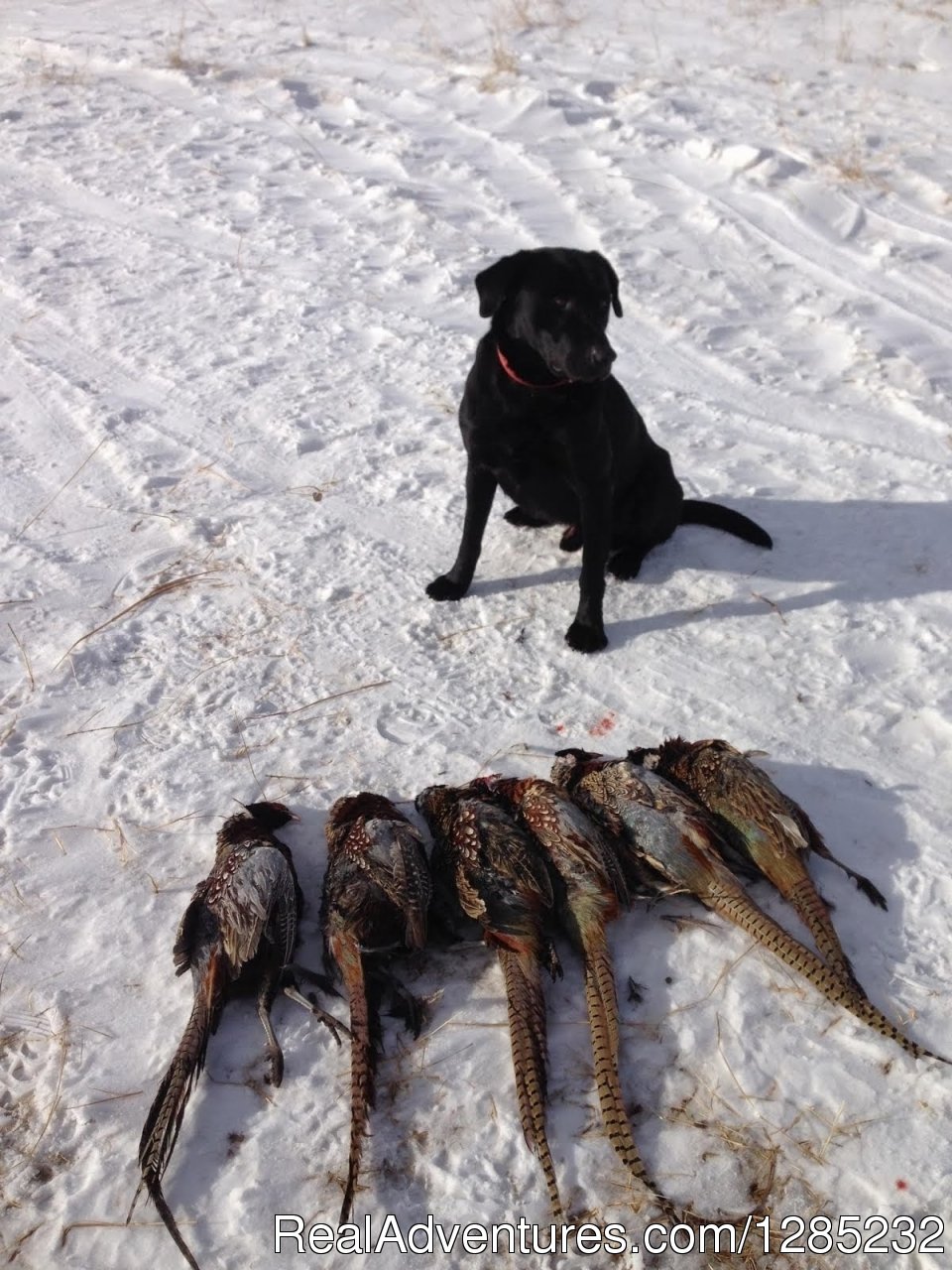 Double P Ranch | Clark, South Dakota  | Hunting Trips | Image #1/7 | 