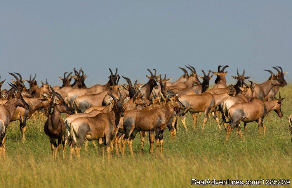 Ngorongoro Crater | Dunia Tours & Safaris | Arusha, Tanzania | Sight-Seeing Tours | Image #1/3 | 