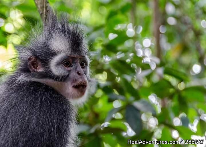 2 Days Jungle Trek - Into The Wild Bukit Lawang | Image #10/17 | 