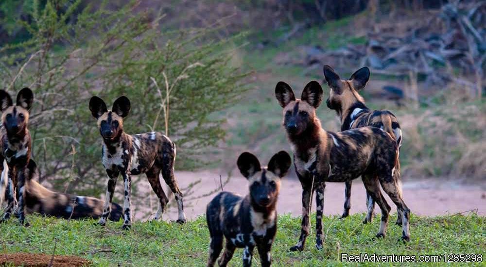 Mikumi | 3-Day 2Nights Mikumi National Park | Mikumi, Tanzania | Wildlife & Safari Tours | Image #1/2 | 