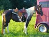 Riding Lessons at Spring Wind Stables | Alachua, Florida