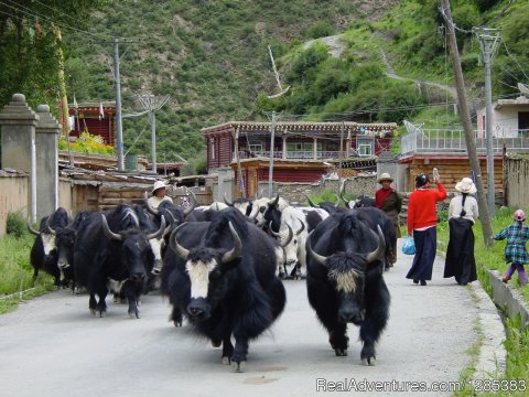 Yaks in the street