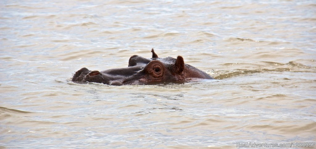 Hippo | Exploring Lake Tana & Blue Nile Falls - Bahir Dar | Bahir Dar, Ethiopia | Sight-Seeing Tours | Image #1/5 | 