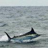 Fishing for the Grander | Salinas, Ecuador