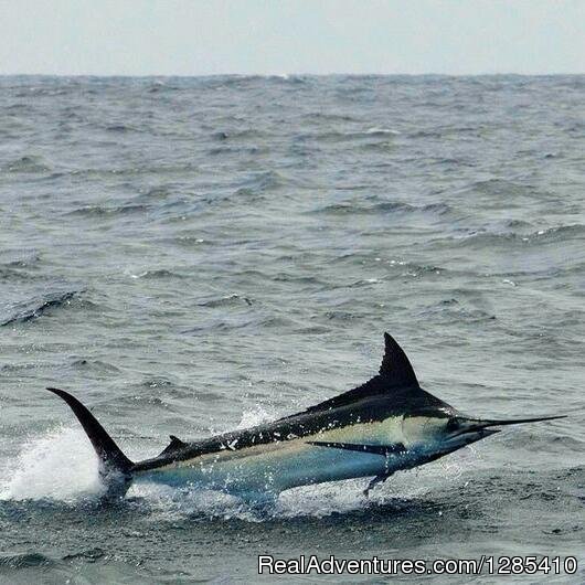 Fishing for the Grander | Salinas, Ecuador | Fishing Trips | Image #1/3 | 