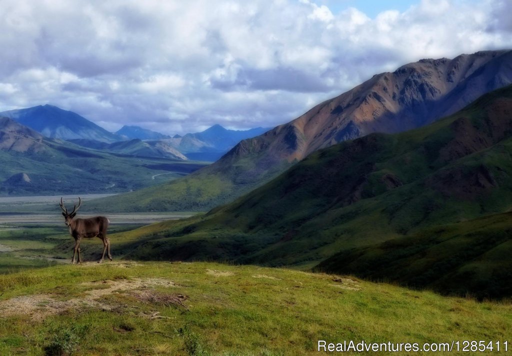 Denali National Park | Alaska, Canada, Usa In A Converted School Bus | Image #4/7 | 