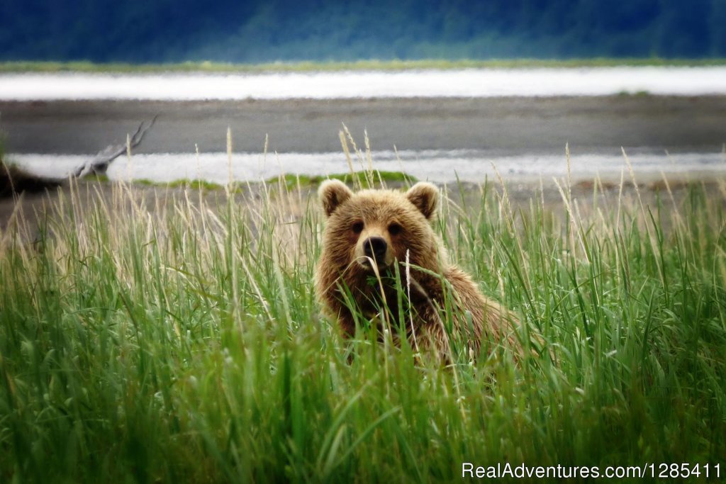 optional bear viewing at Lake Clark | Alaska, Canada, Usa In A Converted School Bus | Image #3/7 | 