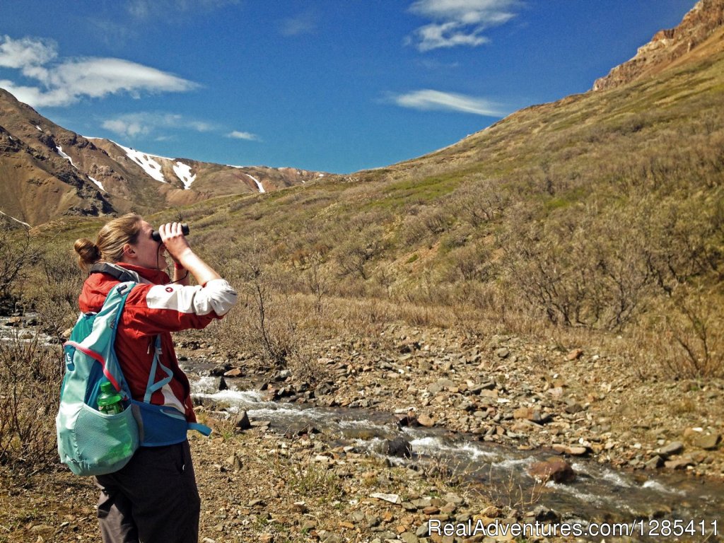 Hiking in Denali National Park | Alaska, Canada, Usa In A Converted School Bus | Image #6/7 | 