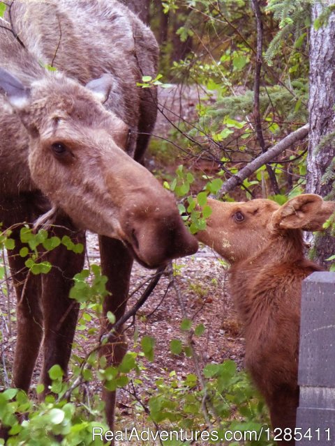 Moose at our campsite