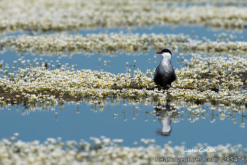 Private Birdwatchig Tour in Danube Delta | Image #2/3 | 