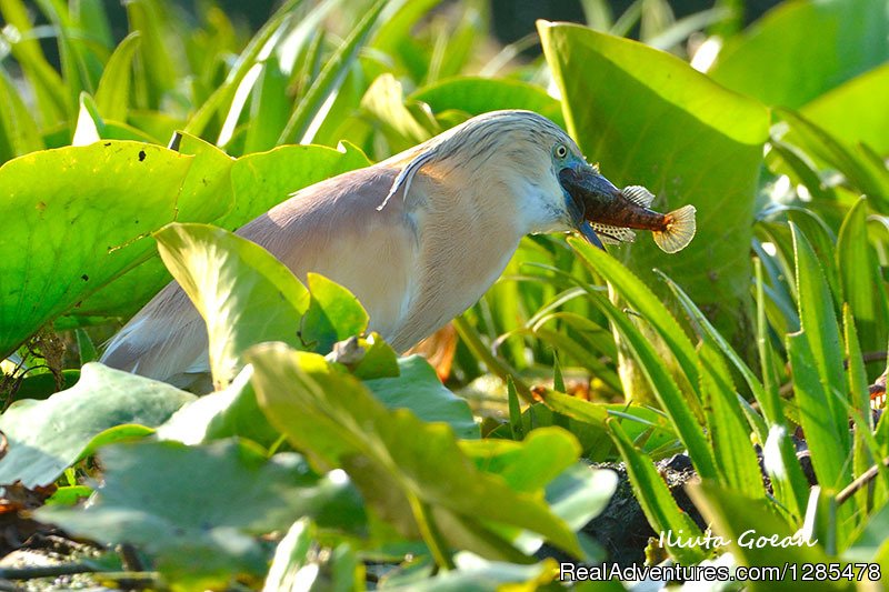 Private Birdwatchig Tour in Danube Delta | Image #3/3 | 