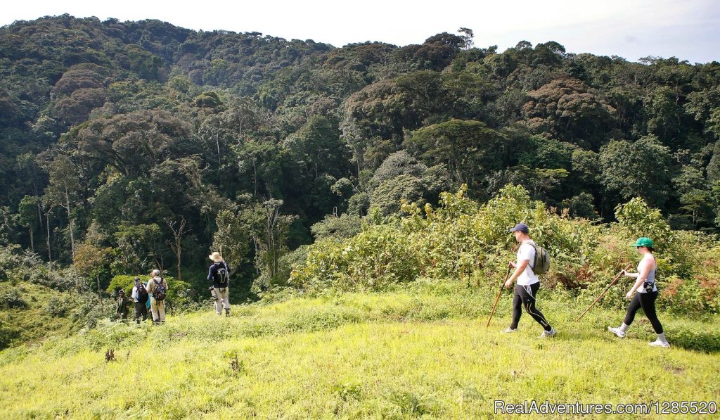 Gorilla Tracking Day | Gorilla Trekking Safaris | Kampala, Uganda | Wildlife & Safari Tours | Image #1/9 | 