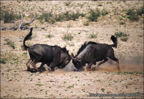 Wildebeest