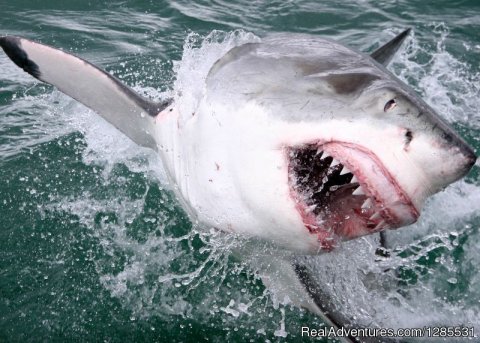 Great White Shark Cage Diving