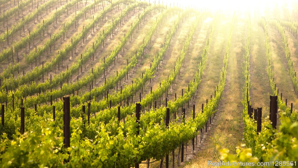 Vineyard | Full Day Private Wine Tour | Tbilisi, Georgia | Sight-Seeing Tours | Image #1/10 | 