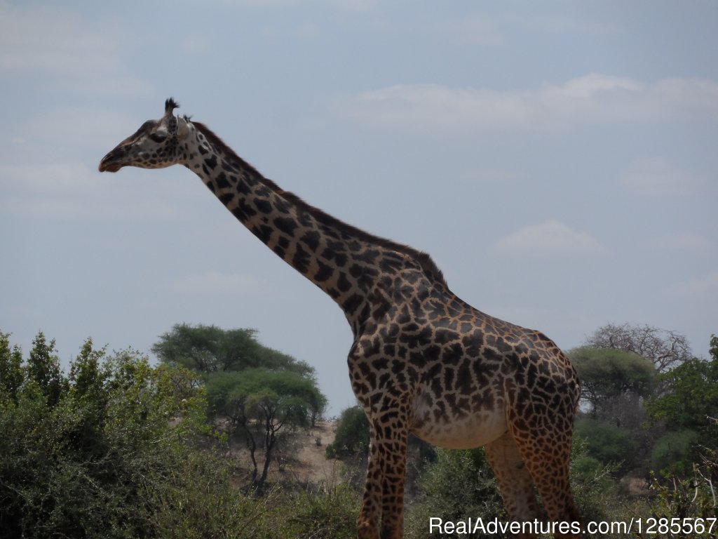 Karibu Tanzania Tours | Image #4/25 | 