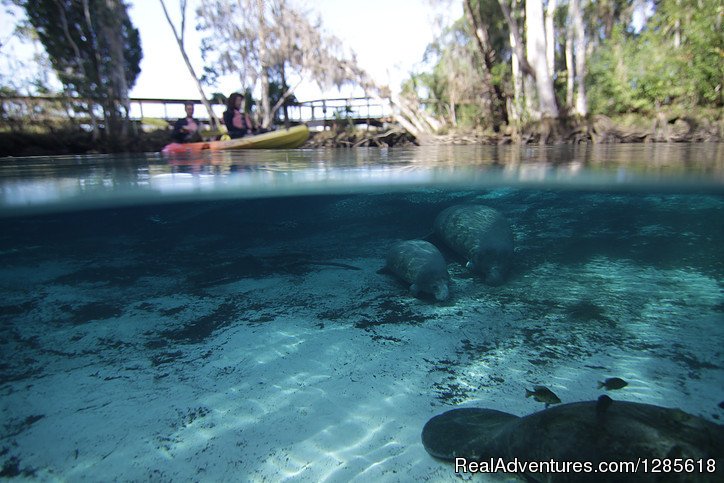 Kayaking in the Crystal River | Aquavision Manatee Boat Tours | Crystal River, Florida  | Scuba Diving & Snorkeling | Image #1/2 | 