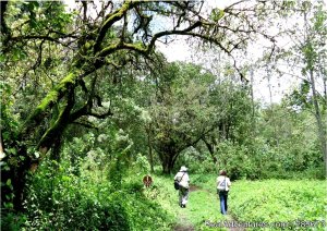 Ecotours with Beads Safaris Kakamega Forest | Nairobi, Kenya | Eco Tours