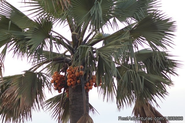 Trees at Kidepo Valley National Park | Encounter africa Safaris Ltd | Image #4/5 | 