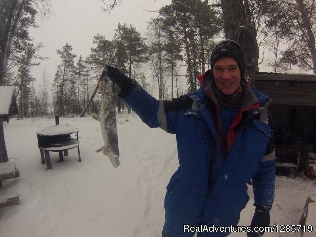 Northern light tour by dogsled in Swedish Lapland. | Image #4/5 | 