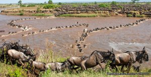 Safari Serengeti and Ngorongoro crater