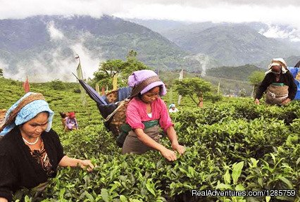 Tea Gardens of Darjeeling | Mesmerizing Darjeeling with Gangtok Tour | Image #5/5 | 